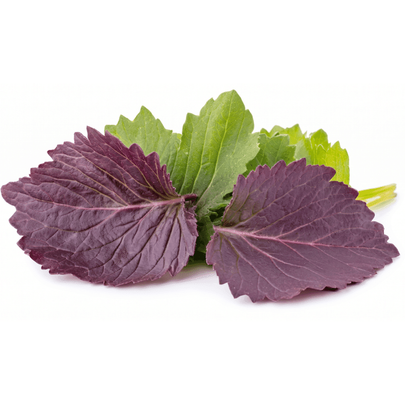 Shiso Japonés Bicolor
