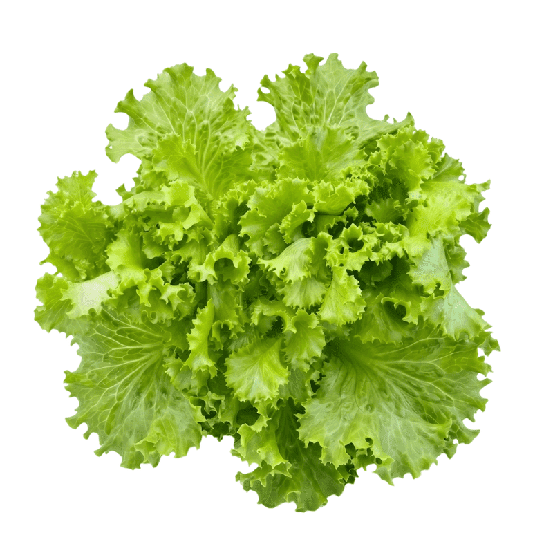 Lechuga Crispy