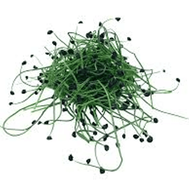 Cebolla Green H Micro 25GR