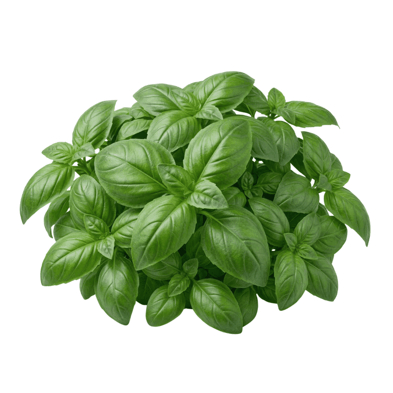 Albahaca Genovesa
