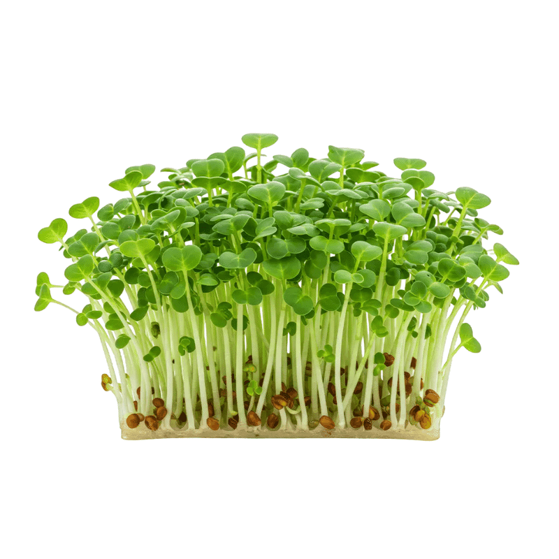 Microgreens Brócoli